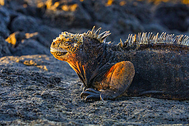 The endemic Galapagos marine iguana (Amblyrhynchus cristatus) in the Galapagos Island Archipelago, Ecuador.