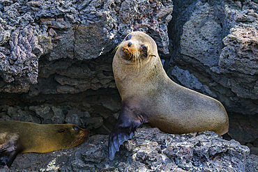 Galapagos fur seal (Arctocephalus galapagoensis) hauled out on lava flow in the Galapagos Islands, Ecuador.