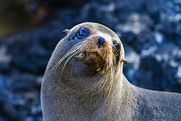 Galapagos fur seal (Arctocephalus galapagoensis) hauled out on lava flow in the Galapagos Islands, Ecuador.