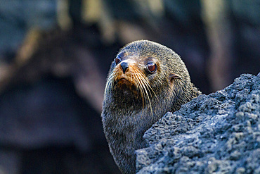 Galapagos fur seal (Arctocephalus galapagoensis) hauled out on lava flow in the Galapagos Islands, UNESCO World Heritage Site, Ecuador, South America