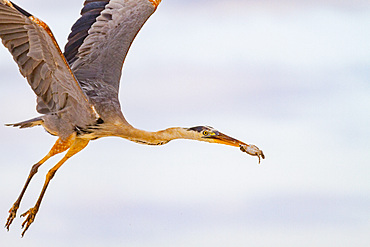 Adult great blue heron (Ardea herodias cognata) feeding on green sea turtle hatchlings, Galapagos Islands, UNESCO World Heritage Site, Ecuador, South America