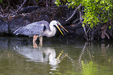 Adult great blue heron (Ardea herodias cognata) feeding on green sea turtle hatchlings, Galapagos Islands, Ecuador.