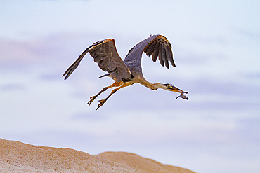 Adult great blue heron (Ardea herodias cognata) feeding on green sea turtle hatchlings, Galapagos Islands, Ecuador.