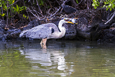 Adult great blue heron (Ardea herodias cognata) feeding on green sea turtle hatchlings, Galapagos Islands, Ecuador.