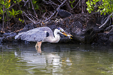 Adult great blue heron (Ardea herodias cognata) feeding on green sea turtle hatchlings, Galapagos Islands, UNESCO World Heritage Site, Ecuador, South America