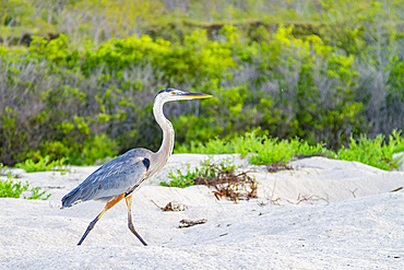 Adult great blue heron (Ardea herodias cognata) hunting for green sea turtle hatchlings in the Galapagos Islands, Ecuador.