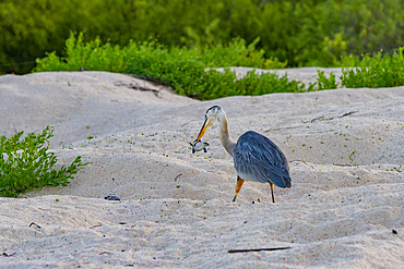 Adult great blue heron (Ardea herodias cognata) feeding on green sea turtle hatchlings, Galapagos Islands, Ecuador.