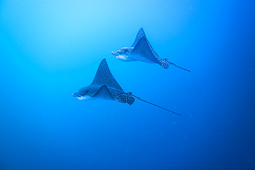 Spotted eagle rays (Aetobatus narinari) underwater at Leon Dormido Island off San Cristobal Island, Galapagos, UNESCO World Heritage Site, Ecuador, South America