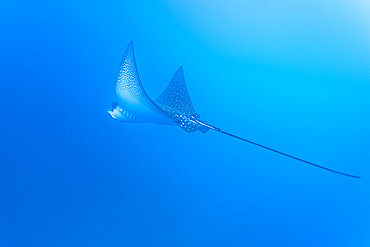 Spotted eagle ray (Aetobatus narinari) underwater at Leon Dormido Island off San Cristobal Island, Galapagos, UNESCO World Heritage Site, Ecuador, South America