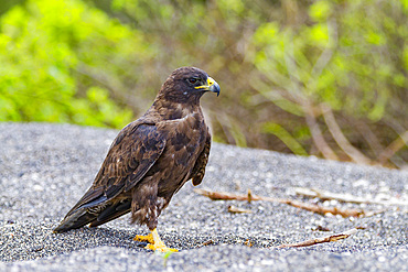 Adult Galapagos hawk (Buteo galapagoensis) in the Galapagos Island Archipelago, UNESCO World Heritage Site, Ecuador, South America