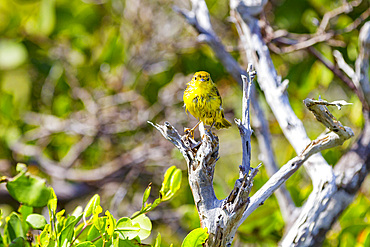 Adult yellow warbler (Dendroica petechia aureola) in the Galapagos Island Archipelago, UNESCO World Heritage Site, Ecuador, South America