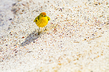 Adult yellow warbler (Dendroica petechia aureola) in the Galapagos Island Archipelago, UNESCO World Heritage Site, Ecuador, South America