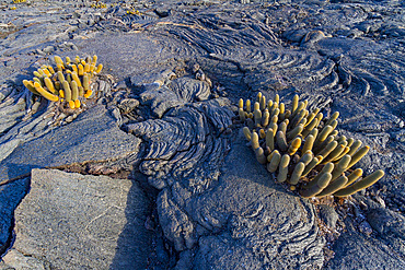 The endemic lava cactus (Brachycereus spp) growing in the Galapagos Island Archipelago, Ecuador.