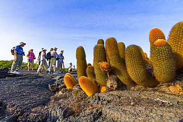 The endemic lava cactus (Brachycereus spp) growing in the Galapagos Island Archipelago, Ecuador.