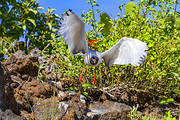 Adult Swallow-tailed gull (Creagrus furcatus) in flight in the Galapagos Island Archipelago, UNESCO World Heritage Site, Ecuador, South America