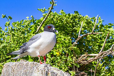 Adult Swallow-tailed gull (Creagrus furcatus) in the Galapagos Island Archipelago, UNESCO World Heritage Site, Ecuador, South America