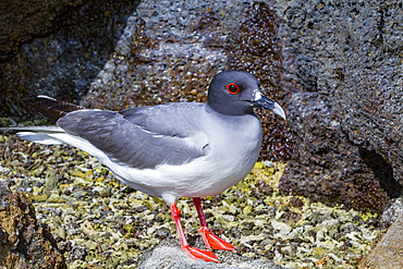 Adult Swallow-tailed gull (Creagrus furcatus) in the Galapagos Island Archipelago, Ecuador.