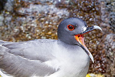 Adult Swallow-tailed gull (Creagrus furcatus) in the Galapagos Island Archipelago, Ecuador.