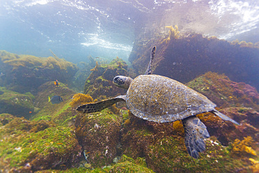 Adult green sea turtle (Chelonia mydas agassizii) underwater in the Galapagos Island Archipelago, UNESCO World Heritage Site, Ecuador, South America