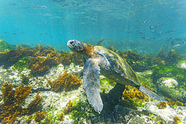 Adult green sea turtle (Chelonia mydas agassizii) underwater in the Galapagos Island Archipelago, UNESCO World Heritage Site, Ecuador, South America