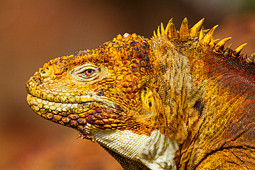 The very colorful Galapagos land iguana (Conolophus subcristatus) in the Galapagos Island Archipelago, UNESCO World Heritage Site, Ecuador, South America