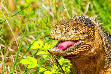 The very colorful Galapagos land iguana (Conolophus subcristatus) in the Galapagos Island Archipelago, Ecuador.