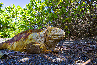 The very colorful Galapagos land iguana (Conolophus subcristatus) in the Galapagos Island Archipelago, Ecuador.