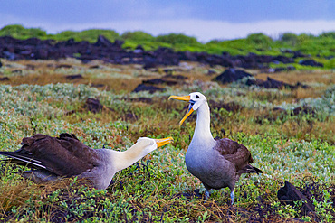 Adult waved albatross (Diomedea irrorata) at breeding colony on Espanola Island, Galapagos Island Archipelago, Ecuador.