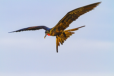 Male Great frigatebird (Fregata minor) in breeding plumage (note the red gular pouch) on North Seymour Island, Galapagos.