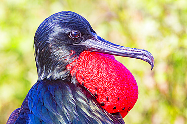 Male Great frigatebird (Fregata minor) in breeding plumage (note the red gular pouch) on North Seymour Island, Galapagos.