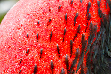 Male Great frigatebird (Fregata minor) in breeding plumage with red gular pouch, on North Seymour Island, Galapagos Islands, UNESCO World Heritage Site, Ecaudor, South America