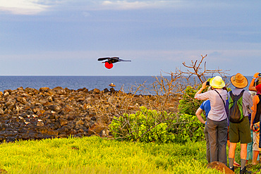 Male Great frigatebird (Fregata minor) in breeding plumage (note the red gular pouch) on North Seymour Island, Galapagos.