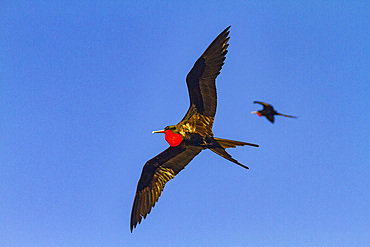 Great frigatebirds (Fregata minor) in flight on Genovesa (Tower) Island, in the Galapagos Island Archipelago, Ecuador.