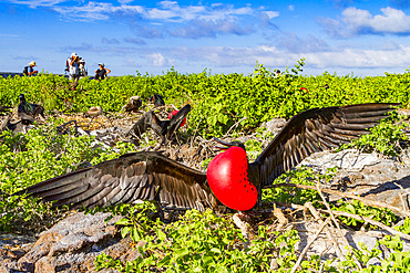 Male Great frigatebird (Fregata minor) in breeding plumage (note the red gular pouch) on Genovesa (Tower) Island, Ecuador.