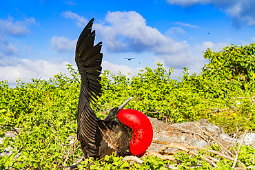 Male Great frigatebird (Fregata minor) in breeding plumage (note the red gular pouch) on Genovesa (Tower) Island, Ecuador.