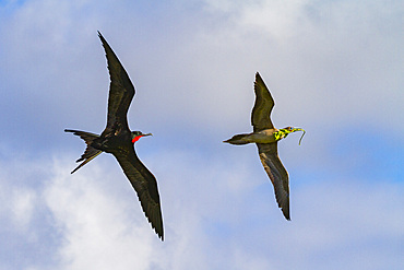 Male Great frigatebird (Fregata minor) trying to steal nesting material from a red-footed booby,Galapagos, Ecuador.