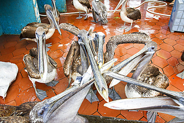 Scene of the fish market in the port town of Puerto Ayora, Santa Cruz Island, Galapagos Islands, UNESCO World Heritage Site, Ecuador, South America