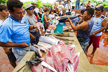 Scenes from the fish market in the port town of Puerto Ayora, Santa Cruz Island, Galapagos Islands, Ecuador.