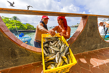 Scenes from the fish market in the port town of Puerto Ayora, Santa Cruz Island, Galapagos Islands, Ecuador.