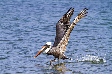 Galapagos brown pelican (Pelecanus occidentalis urinator) feeding in the Galapagos Island Archipelago, UNESCO World Heritage Site, Ecuador, South America