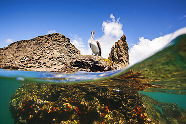 Adult Galapagos brown pelican (Pelecanus occidentalis urinator) in the Galapagos Island Archipelago, UNESCO World Heritage Site, Ecuador, South America