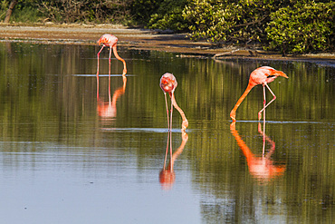 Greater flamingos (Phoenicopterus ruber) foraging for small pink shrimp in saltwater lagoon in the Galapagos Islands, UNESCO World Heritage Site, Ecuador, South America