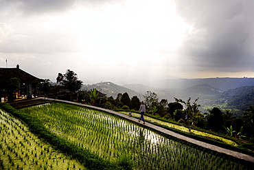 Woman passing rice terraces, Danau Tamblingan, Bali, Indonesia