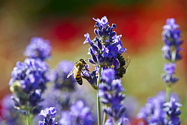 Honeybee on lavender blossom, Freiburg im Breisgau, Black Forest, Baden-Wuerttemberg, Germany