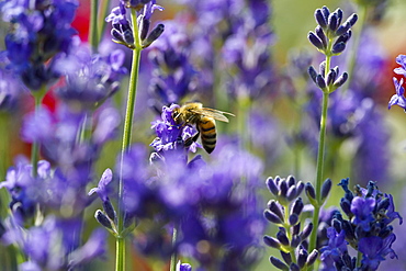 Honeybee on lavender blossom, Freiburg im Breisgau, Black Forest, Baden-Wuerttemberg, Germany