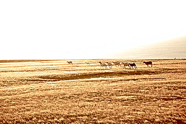 Sheep passing steppe landscape, Praia, Santiago, Cape Verde