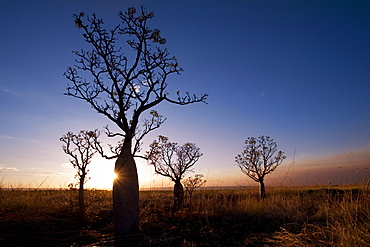 Silhoutte of Boab trees (Adansonia gregorii) at sunset, Near Kununurra, Western Australia, Australia