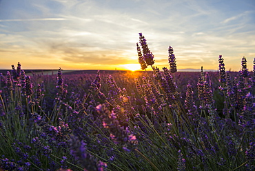 lavender field, near Valensole, Plateau de Valensole, Alpes-de-Haute-Provence department, Provence, France