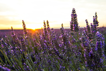 lavender field, near Valensole, Plateau de Valensole, Alpes-de-Haute-Provence department, Provence, France