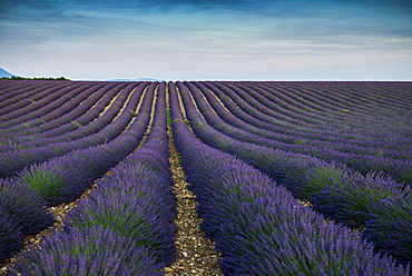 lavender field, near Valensole, Plateau de Valensole, Alpes-de-Haute-Provence department, Provence, France